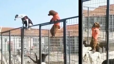 How these dogs escaped from a cage