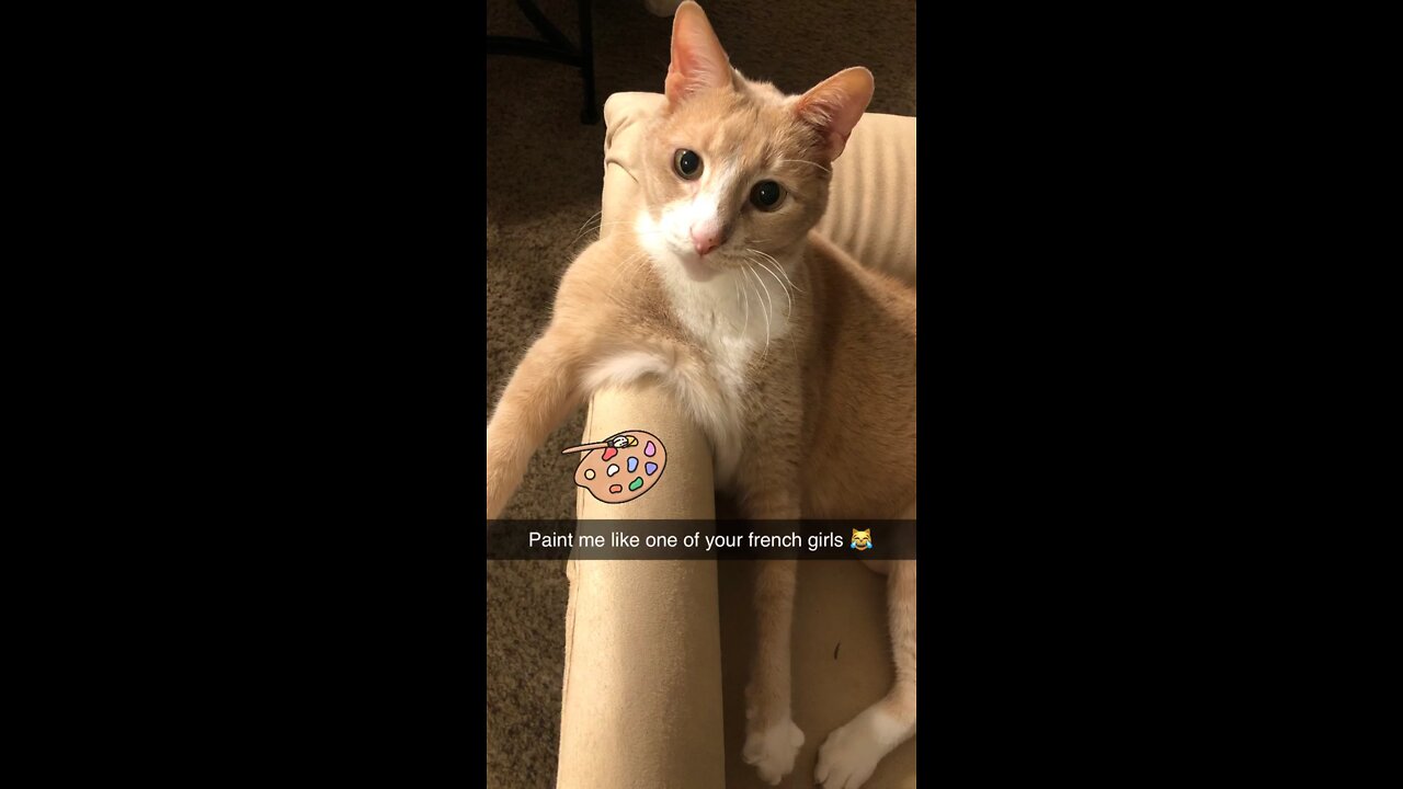 Titanic Cat