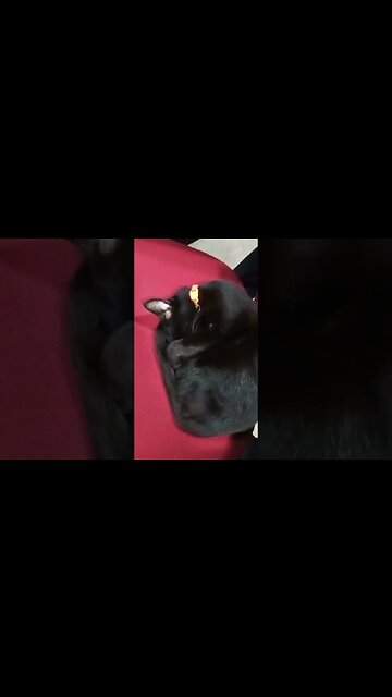 Cat in Deep Sleep on chair.
