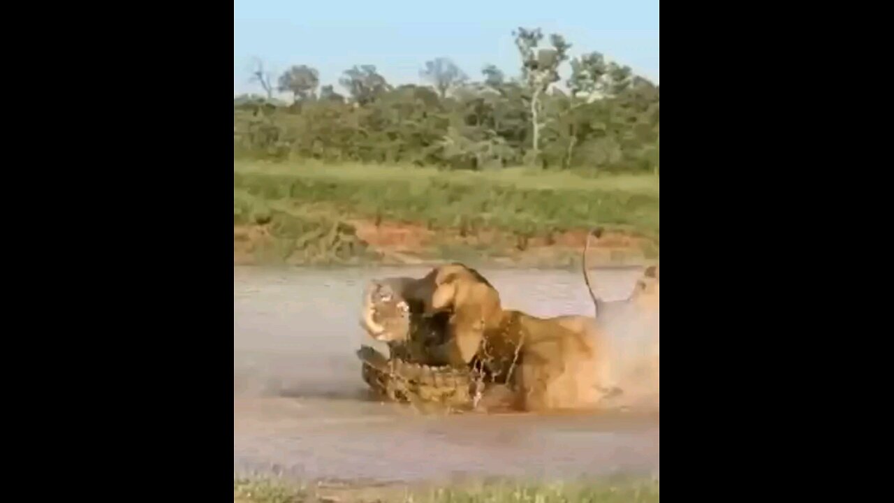 Lion Vs Crocodile Fight