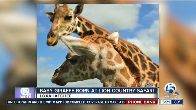 Name the newest giraffe at Lion Country Safari