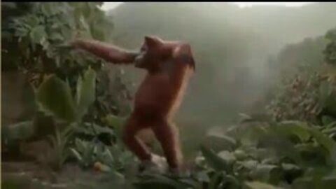 Monkey funny dance