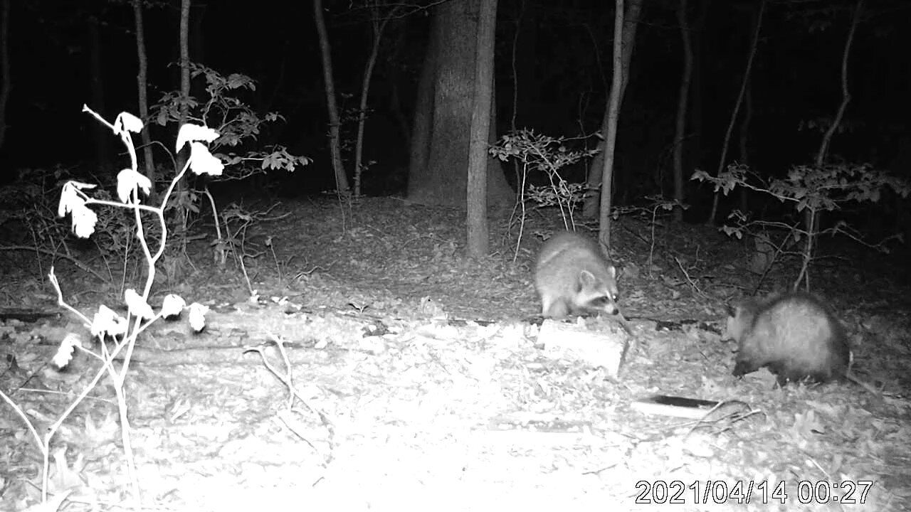 Trail Camera Footage #2