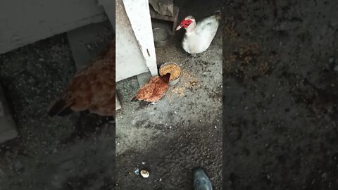 Good morning P2 and Skippy