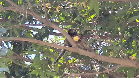 Miquinhos na Selva de Concreto - Little Tamarins in the Concrete Jungle.