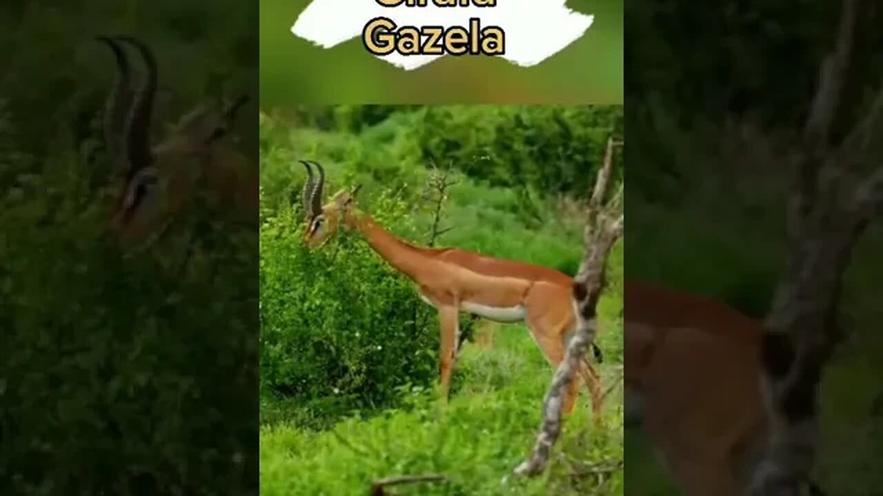 Um animal diferente (Girafa Gazela) #shortsvideo