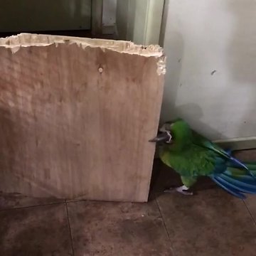 Clever parrot easily outsmarts his human