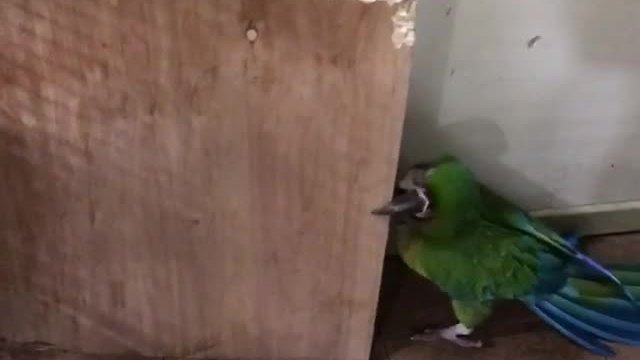 Clever parrot easily outsmarts his human