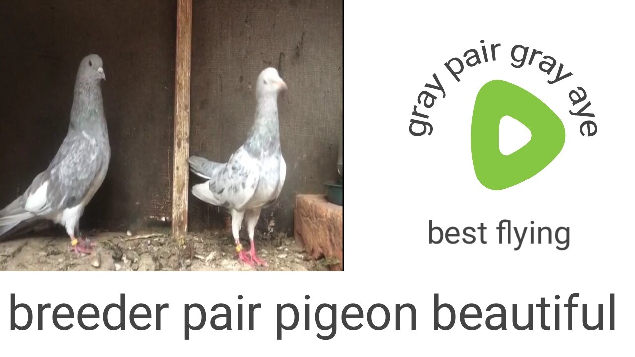 Gray breeder pair gray aye beautiful