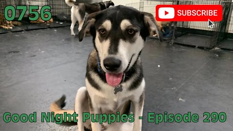 [0756] GOOD NIGHT PUPPIES - EPISODE 290 [#dogs #doggos #doggies #puppies #dogdaycare]