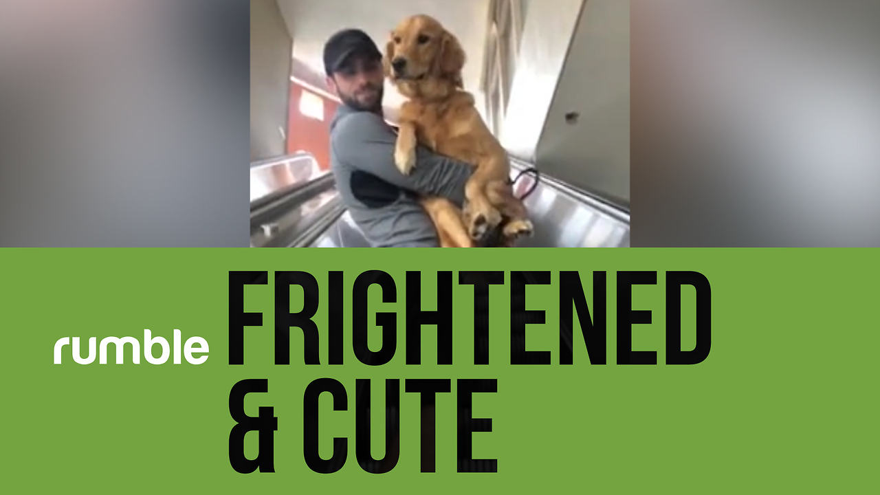 These frightened pets are still adorable in this heartwarming compilation!