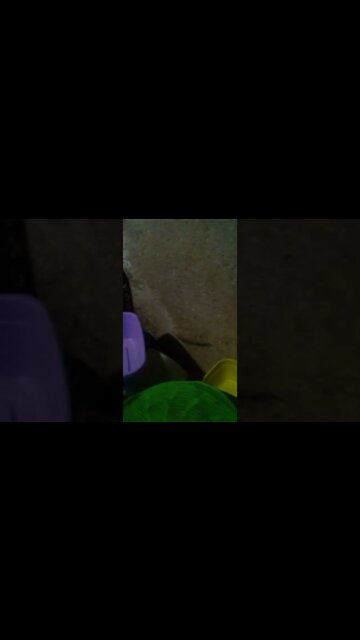 a largatixa pegou uma barata #shorts