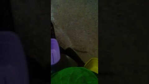 a largatixa pegou uma barata #shorts