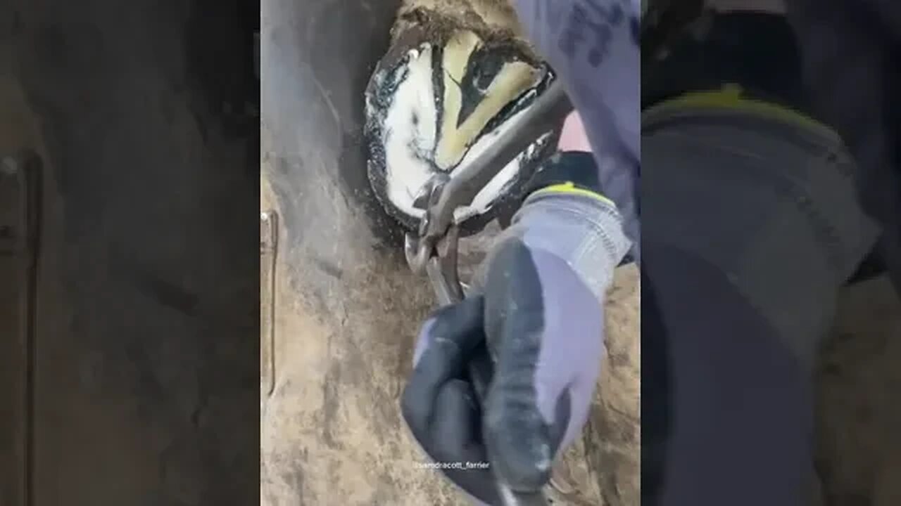 #samdracottfarrier #farrier #horsetok #farmtok #oddlysatisfying #horse #horses #asmr #farriersoftikt