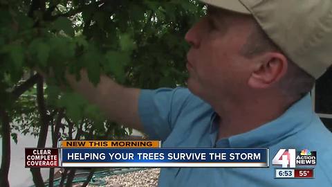 Thinning trees is key to protecting them in storm season