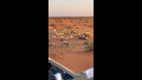 Beautiful camels