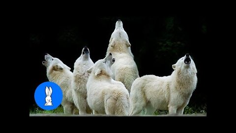 Wolf Packs Howling Compilation