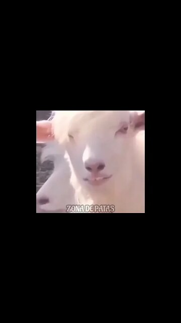 E AÍ SALVADOR 🤣🤣🤣