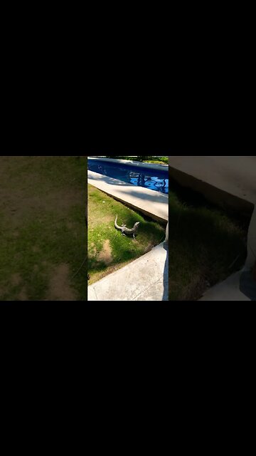 Something More Prehistoric than me!