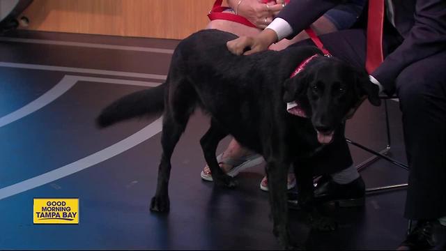 Pet of the week: Dixie is a 3-year-old Labrashepherd who needs a forever home