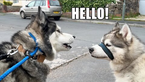Husky Talks To Another Husky and Poke Him to Play