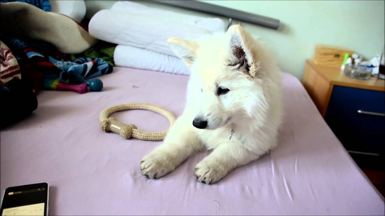 Funny and super cute white swiss shepherd puppy listening to jingle bells