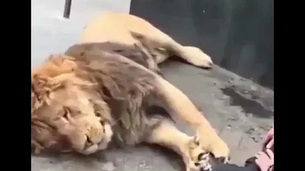 Lion #madlipz