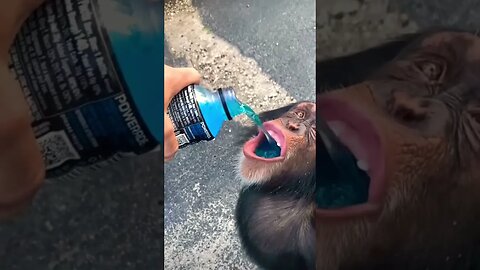 Just a sip! (Must watch) 😂🤣!! #shorts #viral #monkey #powerade