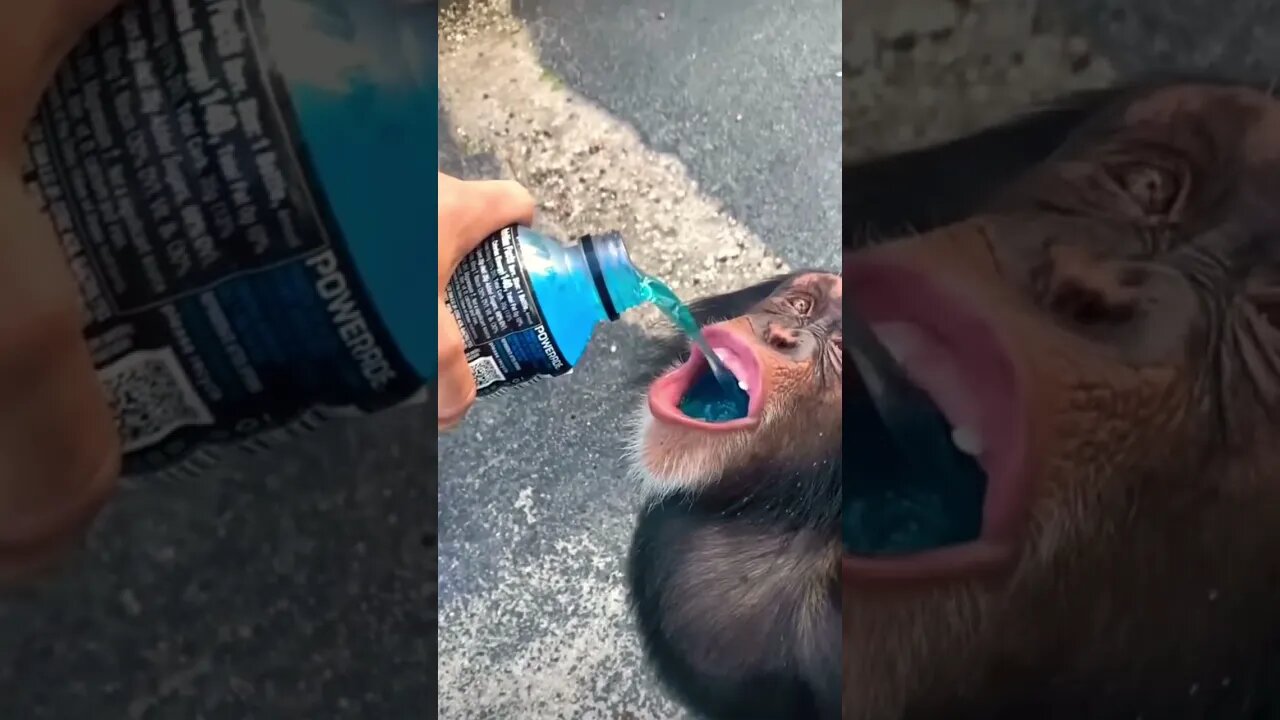 Just a sip! (Must watch) 😂🤣!! #shorts #viral #monkey #powerade
