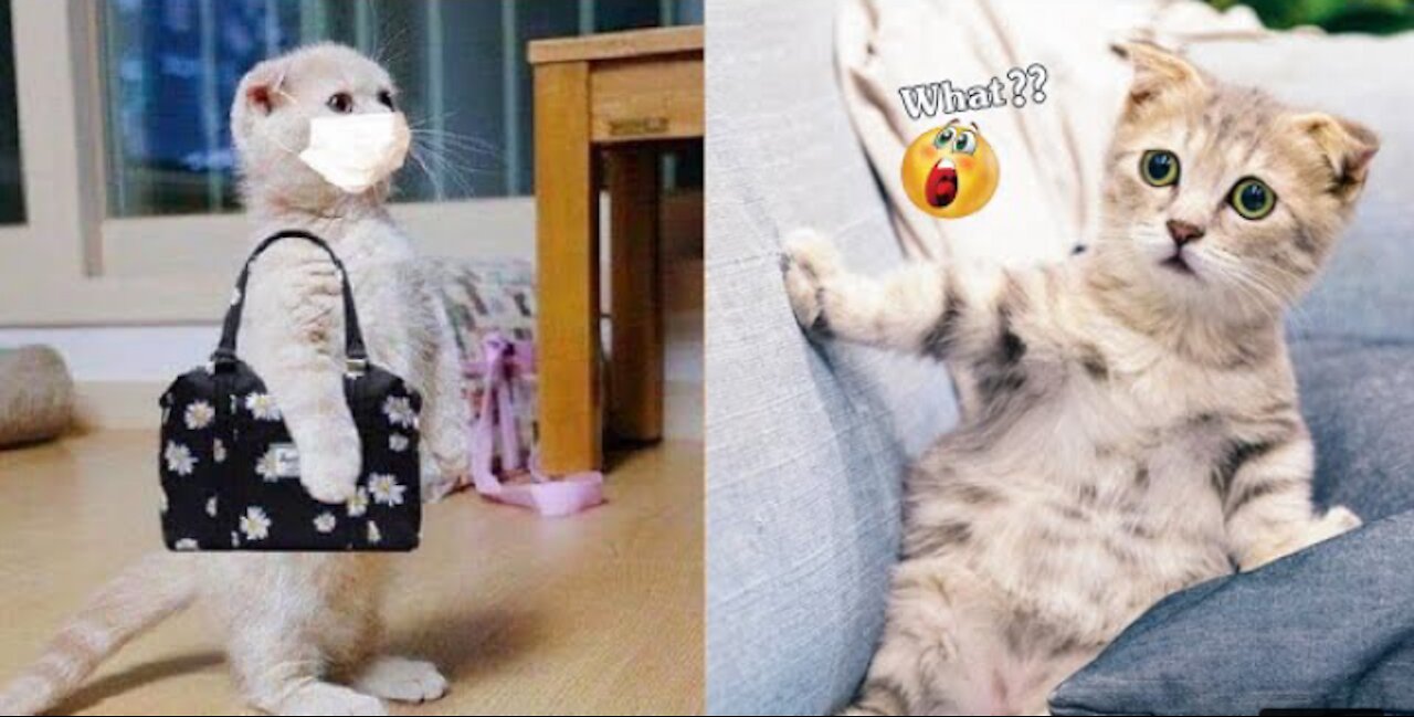 Funniest Animals - Best Of The 2022 Funny Animal Videos