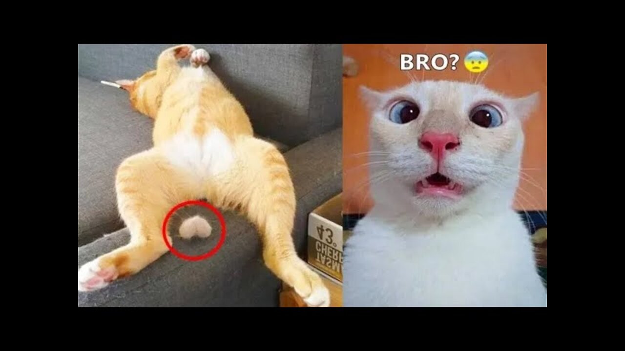 Funny Animal Videos 2022 | Funniest Animals Funny Video