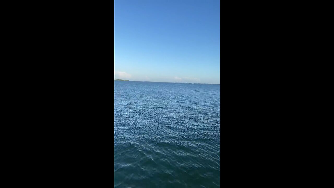 Incredible Dolphin Encounter Caught On Livestream!