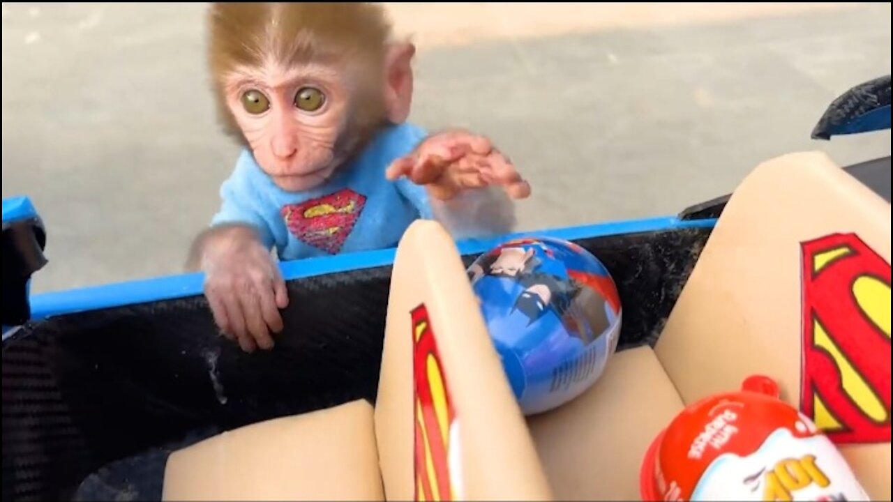 Cute baby, Cute baby dog,Cute baby monkey, baby dogs, baby cats,