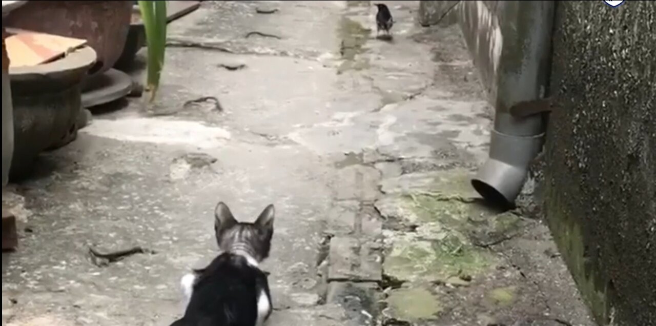 When the cat is Chinese, watch how he caught a bird