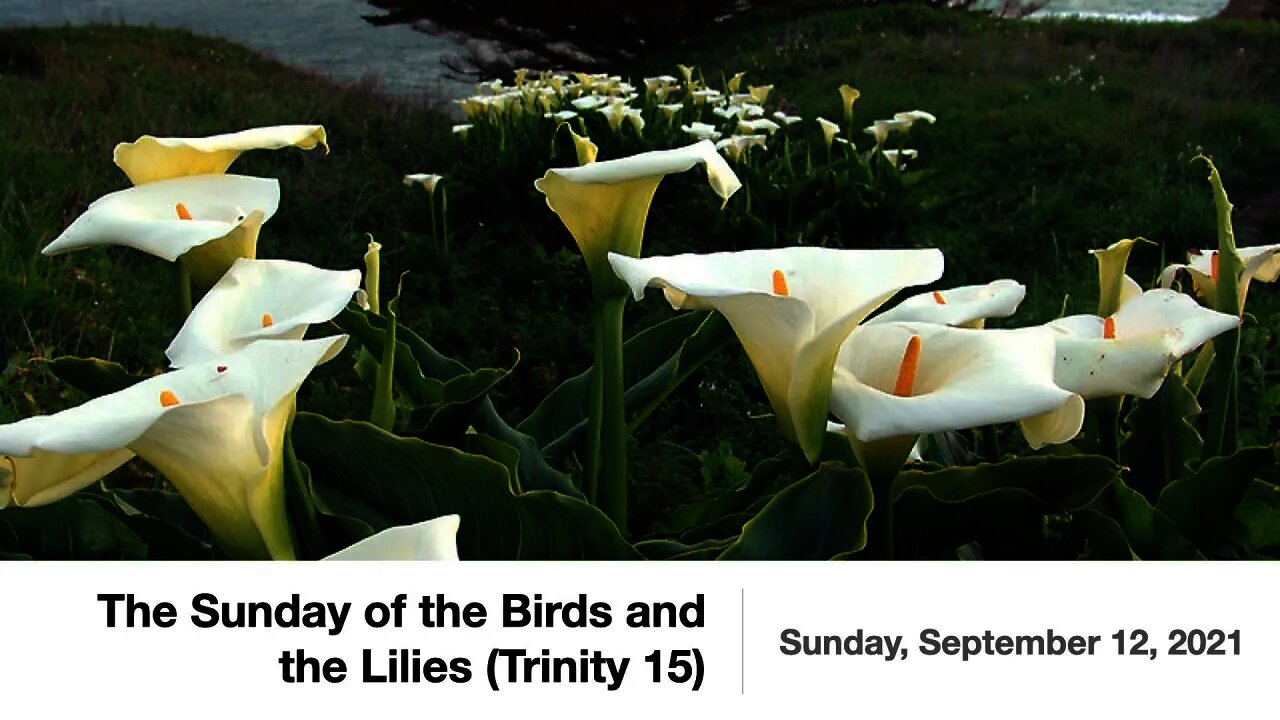 The Sunday of the Birds and the Lilies (Trinity 15) - September 12, 2021