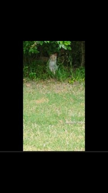 Princess has an admirer