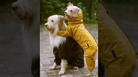 dogs dosti || funny video