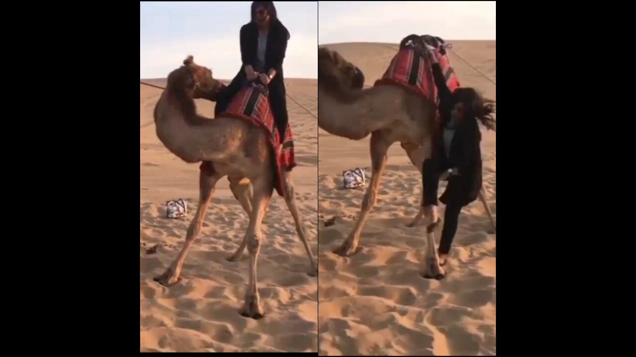 Animal Attack for girl.Camel Attacks the girl.