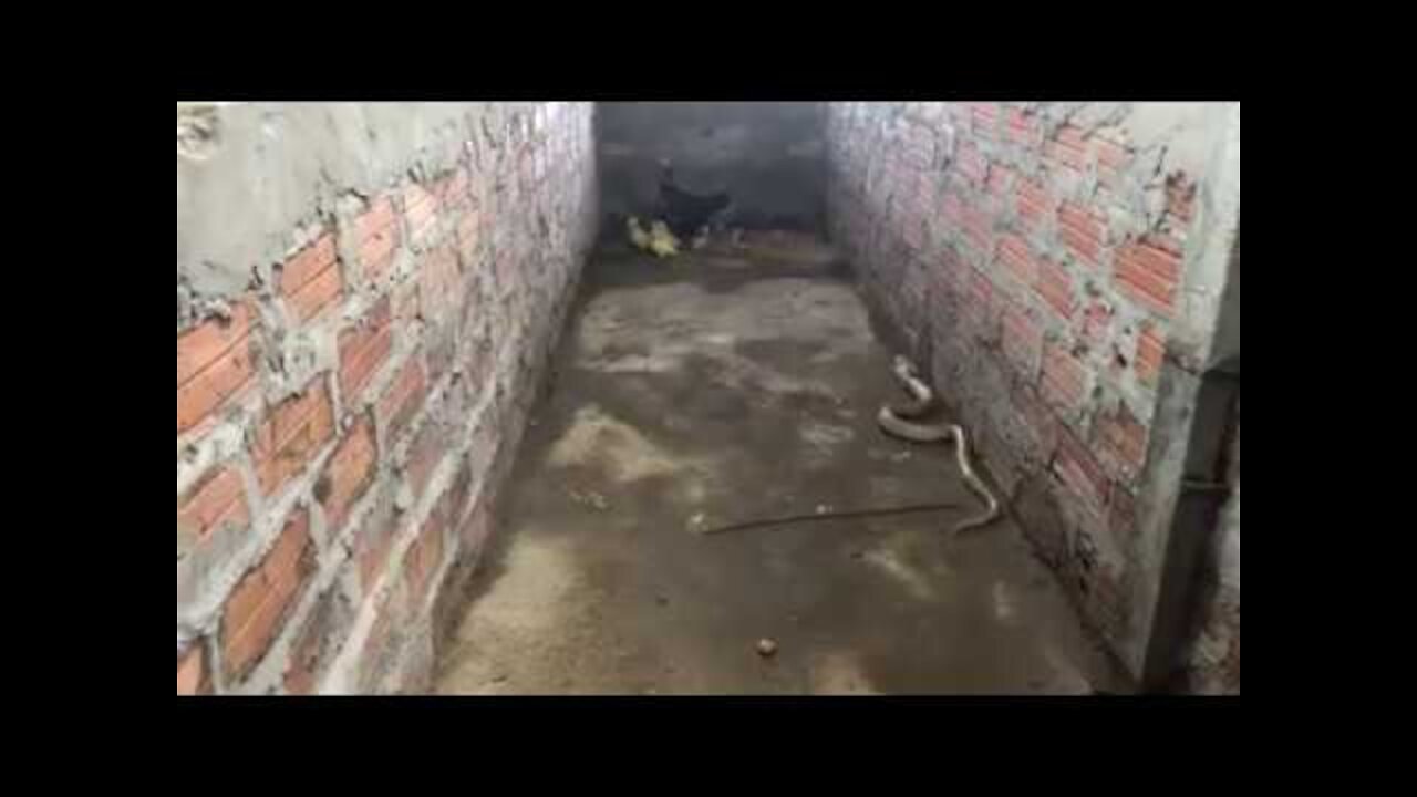 A hen defends her chicks from a venomous snake