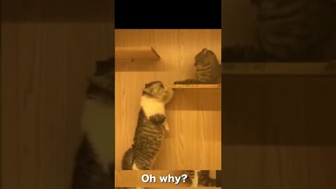Smart cats