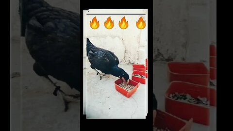 🔥 Black Queen 🔥 #shorts #trending #black #queen #aseel #pets #killerattitude #chicken