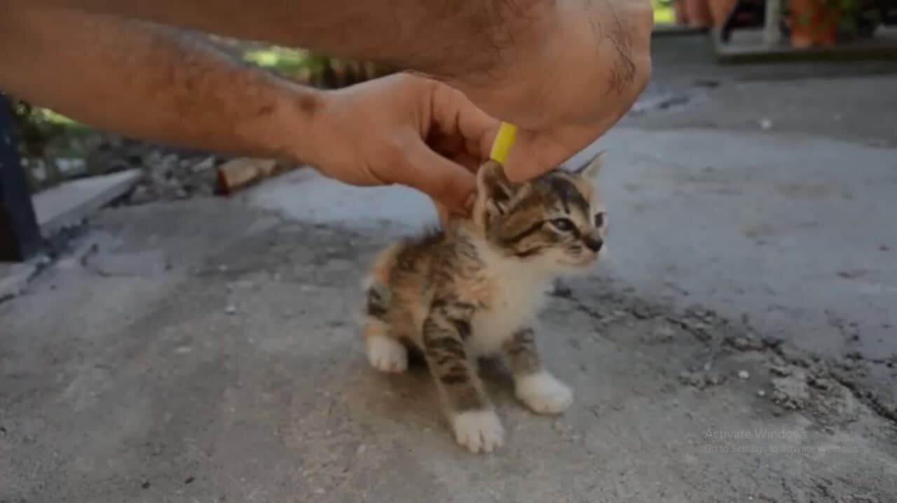 How to turn off a cat.