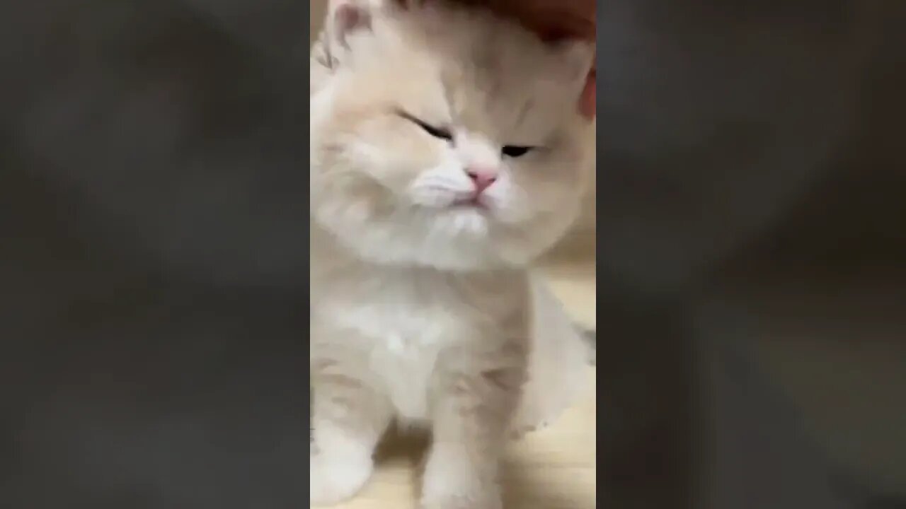 Suara anak kucing menggemaskan #short #kucinglucu #kucingimut #kucingmeong
