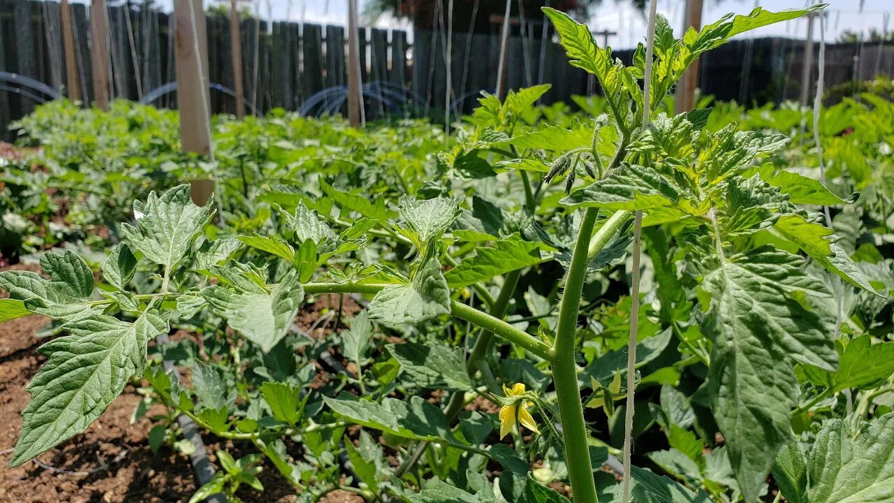 LIVE Tomato and Cucumber Trellis + Random Garden Chores