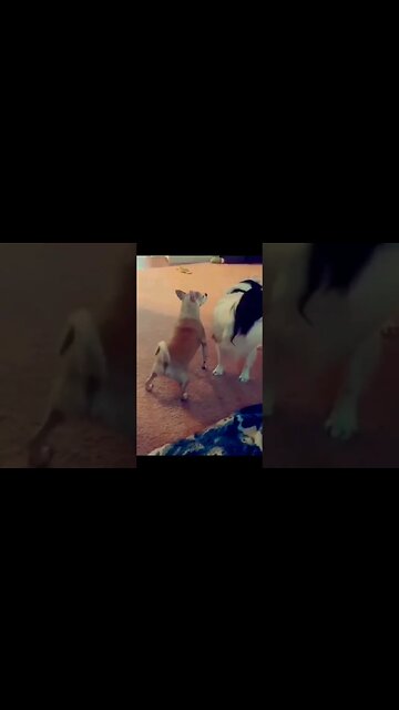 #funnyvideo 🤣V6. #shorts #dancememe #memesbr #viralvideo #viralshorts