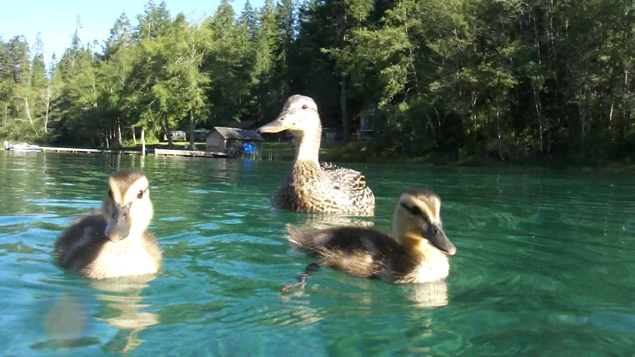 Ducks swimming submerged - completely clear water - close up Camera