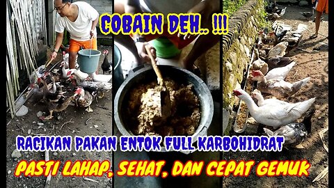 DENGAN RACIKAN PAKAN INI... DIJAMIN ENTOK SEHAT DAN CEPAT GEMUK