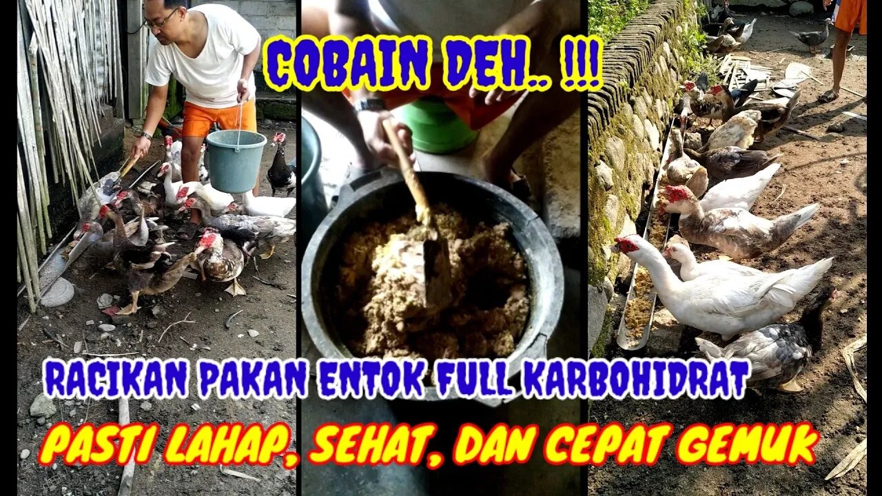 DENGAN RACIKAN PAKAN INI... DIJAMIN ENTOK SEHAT DAN CEPAT GEMUK