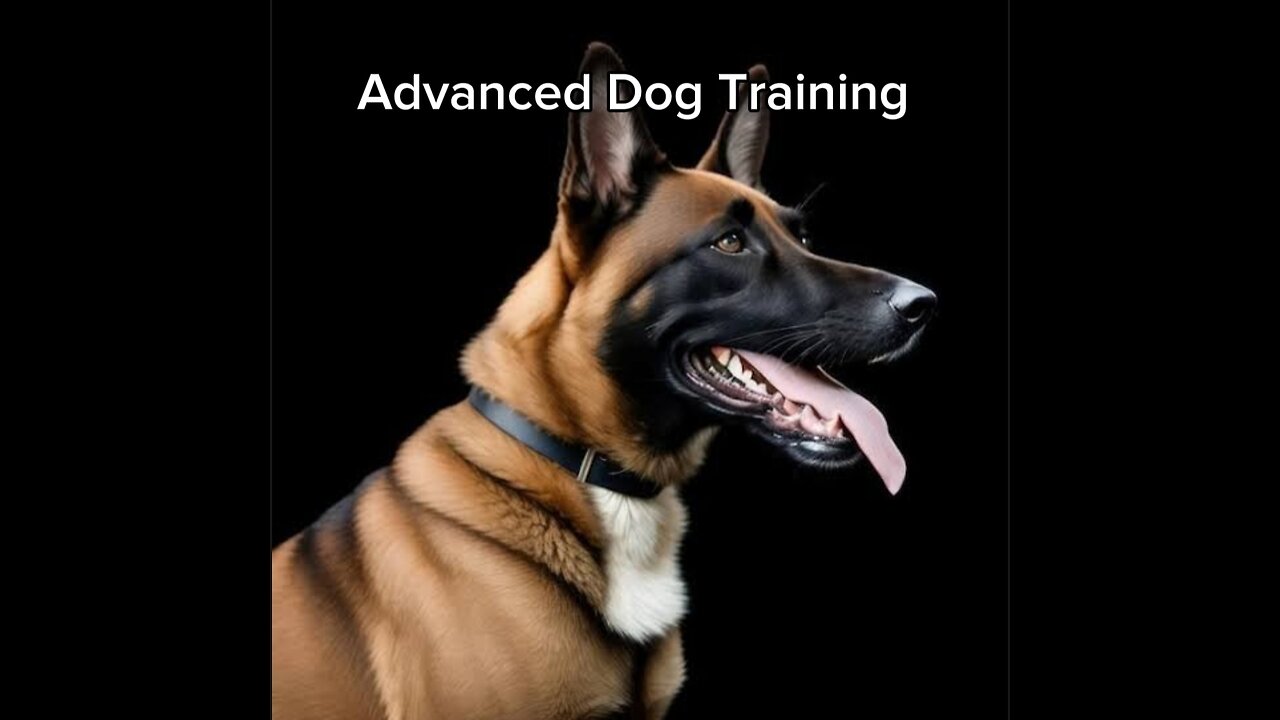 Advanced Dog Training