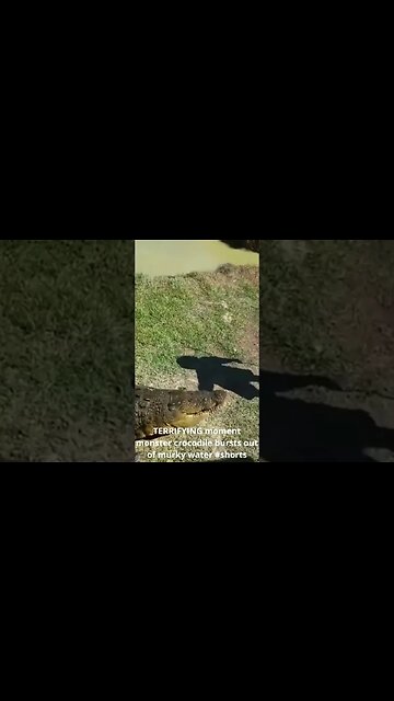 TERRIFYING moment monster crocodile bursts out of murky water #shorts